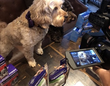 Picture perfect pooches are influencer marketing in action